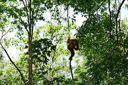 Image of Tapanuli orangutan