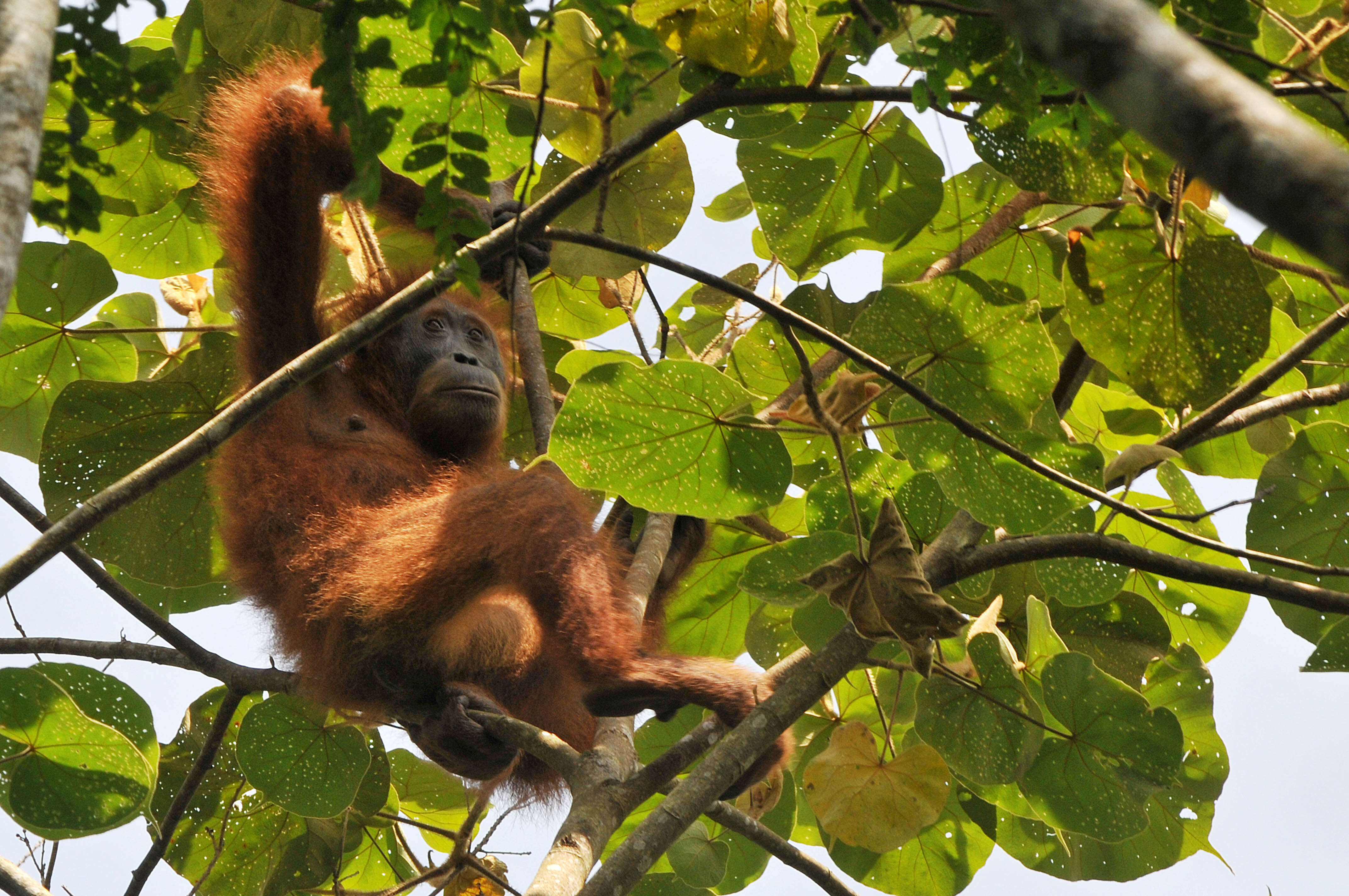 Image of Tapanuli orangutan