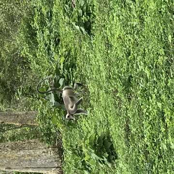 Image of Black Leaf Monkey