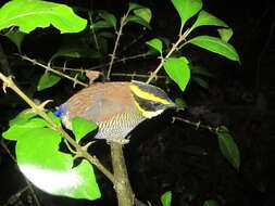 Image of Javan Banded Pitta