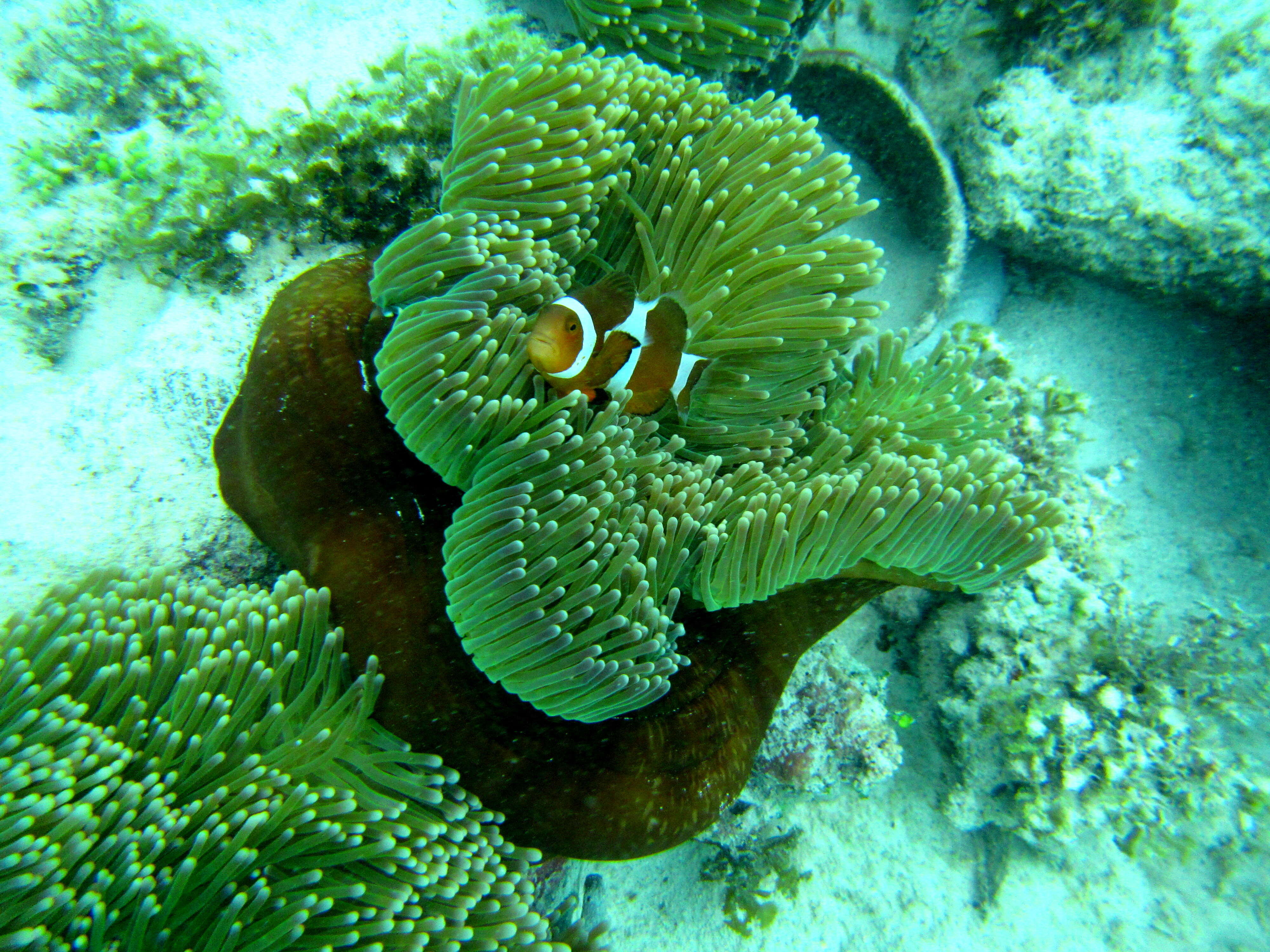 Image of Common clownfish