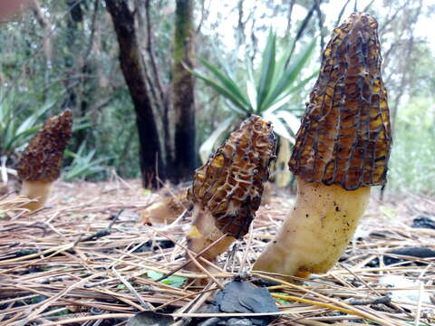 Image of Morchella sextelata M. Kuo 2012