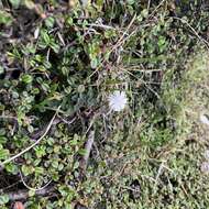 Image of Thalictrum rubescens Ohwi