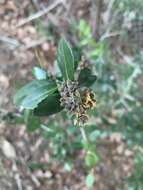 Image de Gyropsylla ilecis (Ashmead 1881)