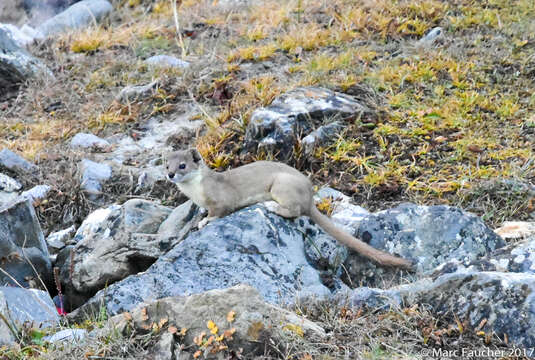 Image of Mountain Weasel