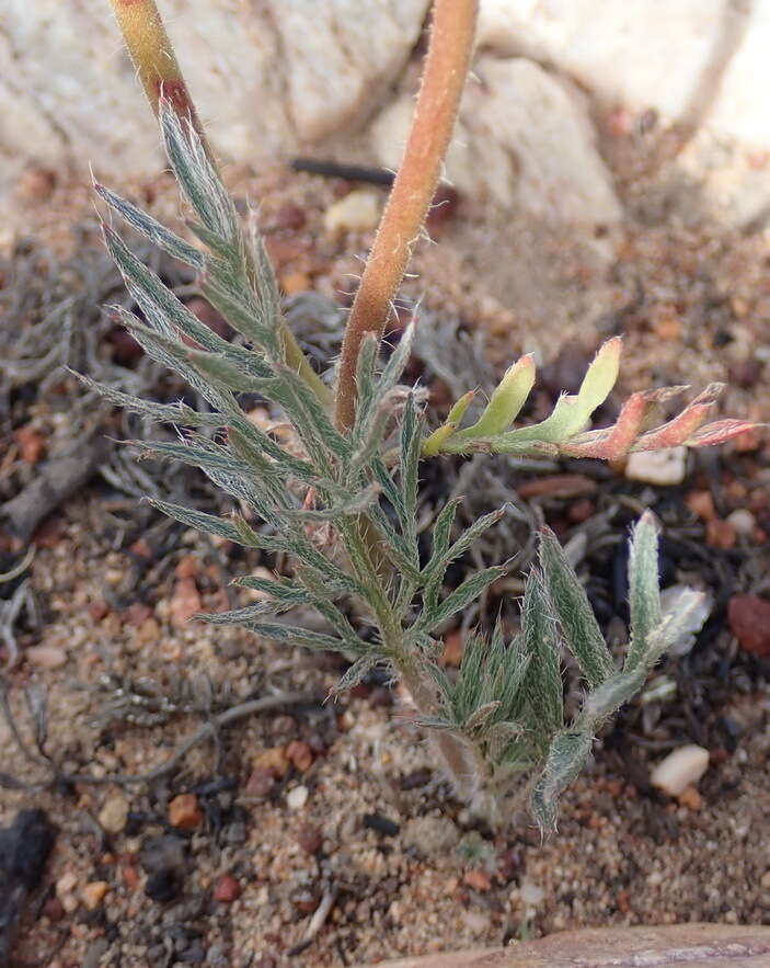 Image of Pelargonium carneum Jacq.