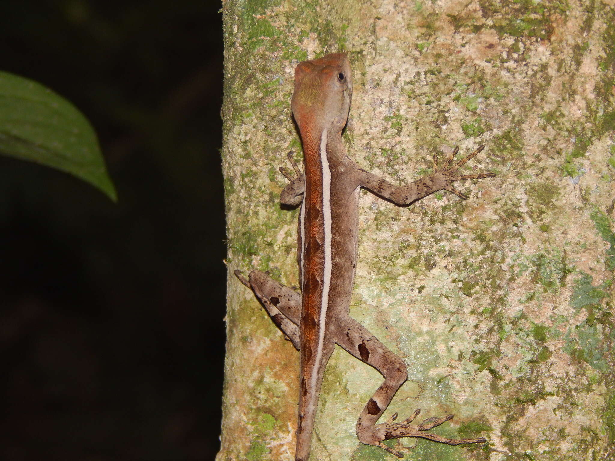 Image of Two-lined Fathead Anole