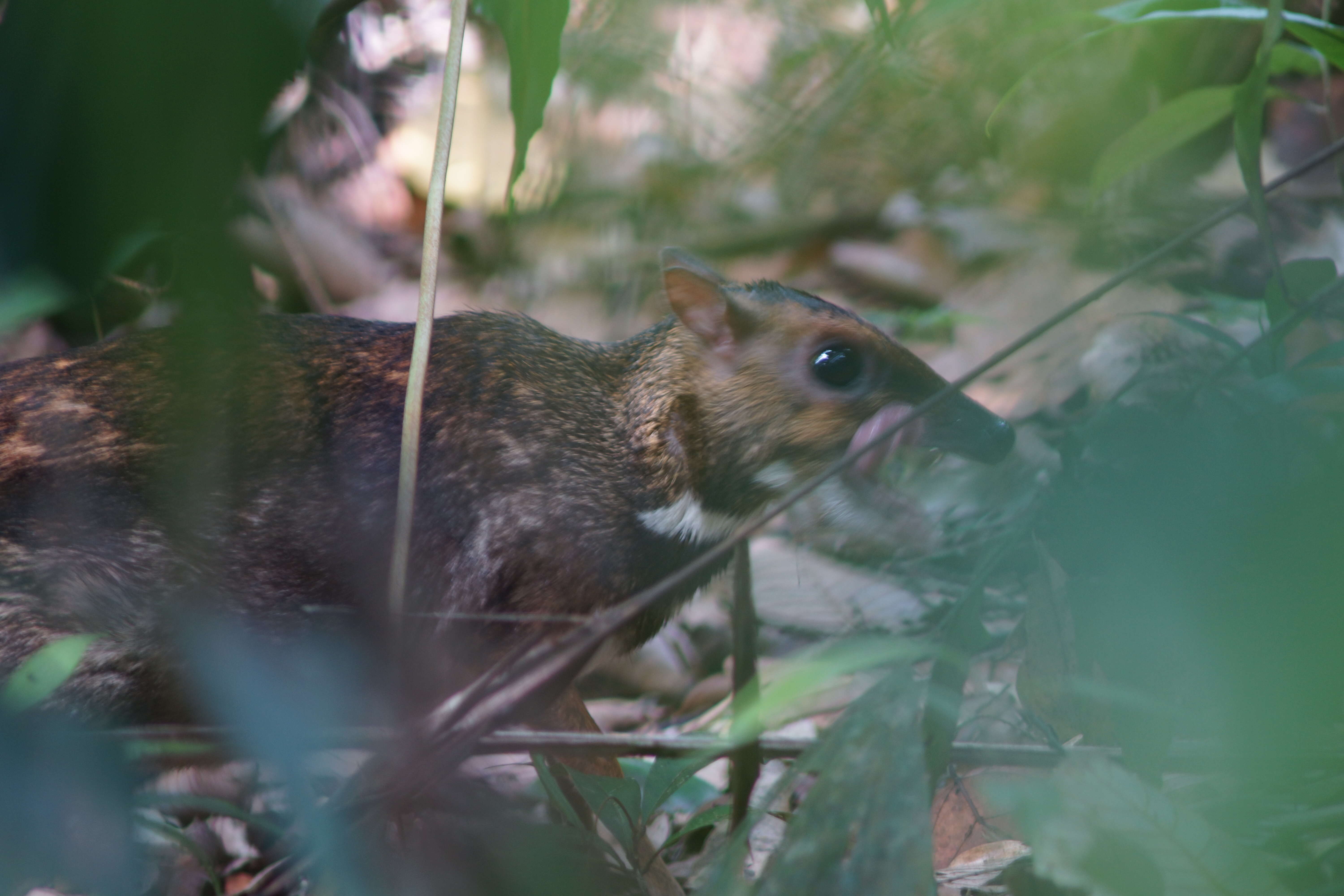 Image of Lesser Mouse-deer