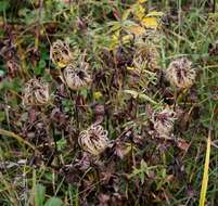 Imagem de Clematis fusca Turcz.