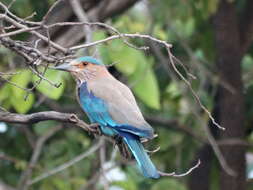 Imagem de Coracias benghalensis (Linnaeus 1758)