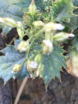 Image of broad-leaf gilia