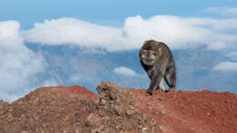 Image of Long-tailed Macaque