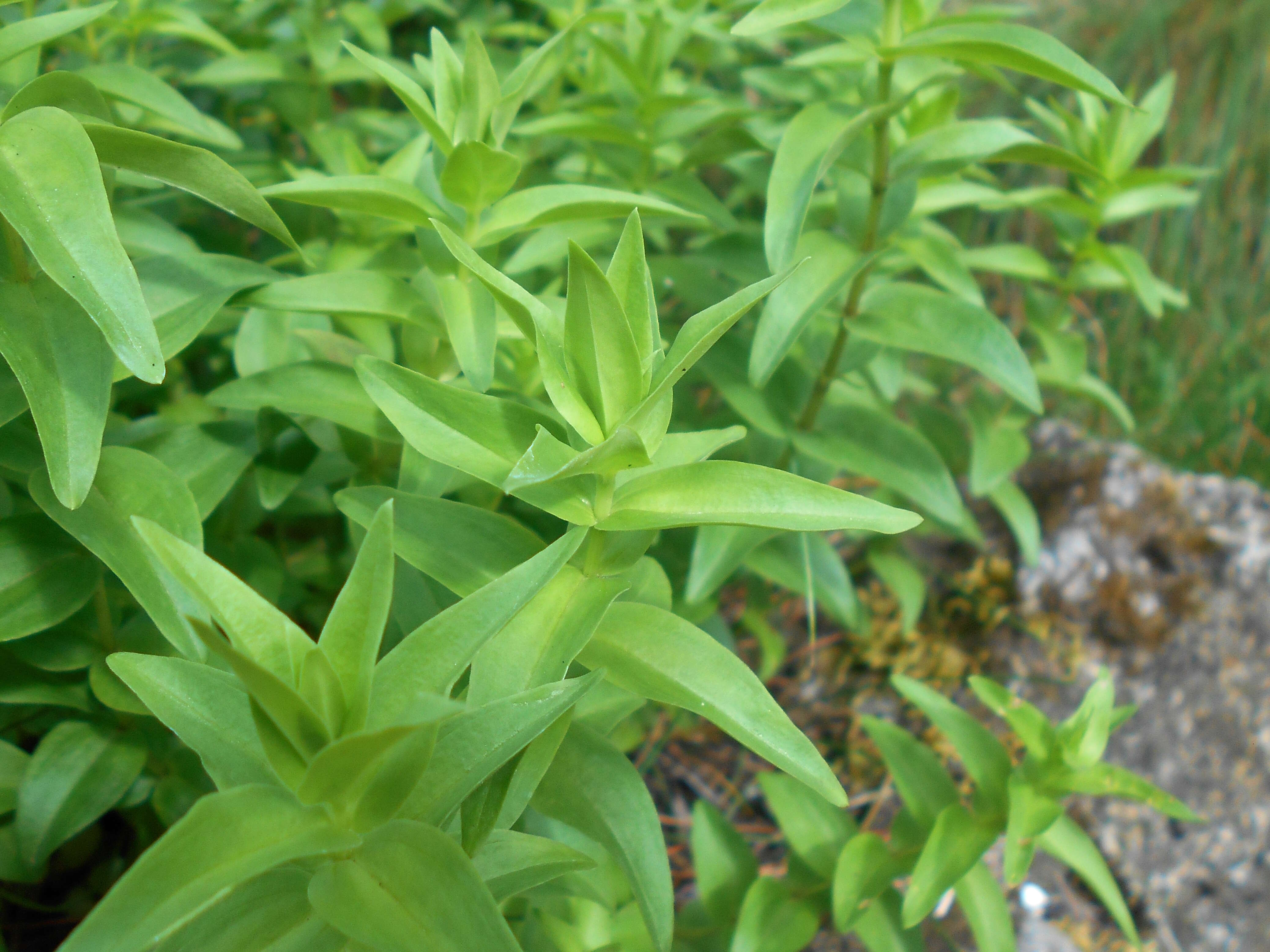 Image of crested gentian