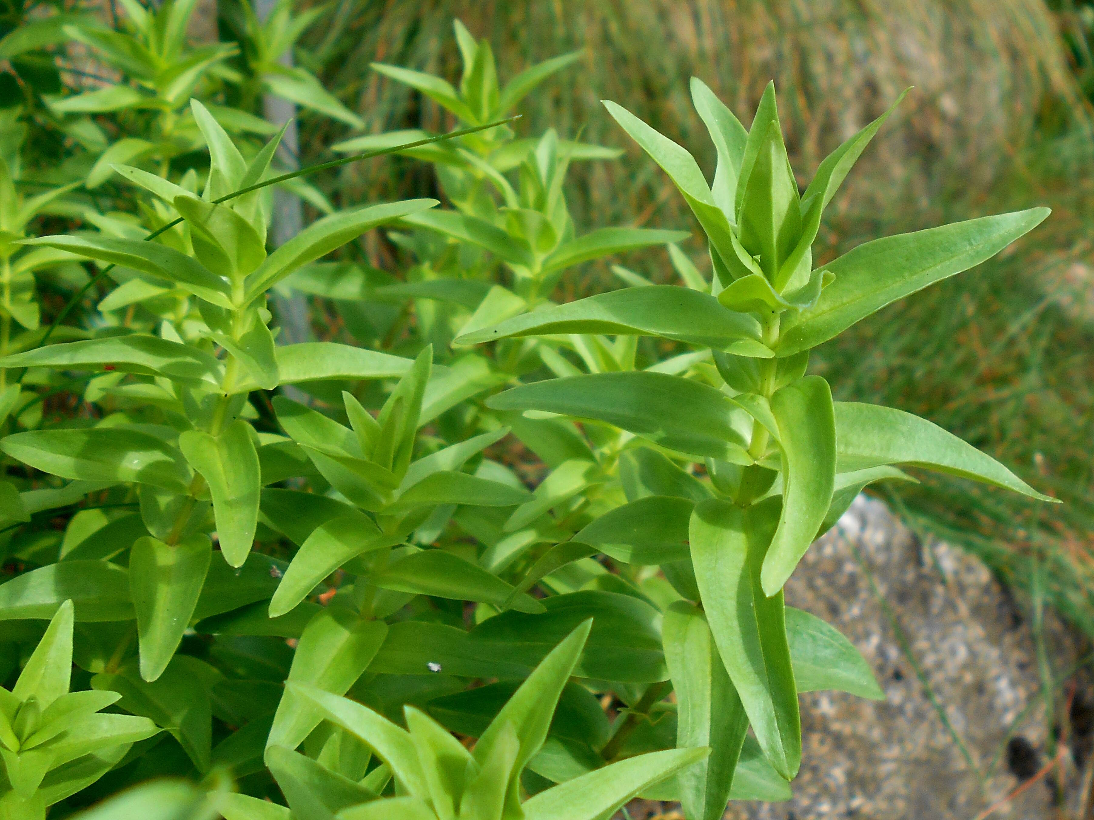 Image of crested gentian