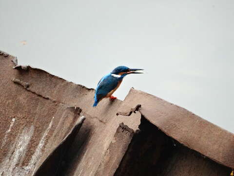 Image of Common Kingfisher