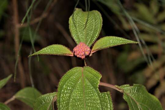 Image of Miconia alterninervia