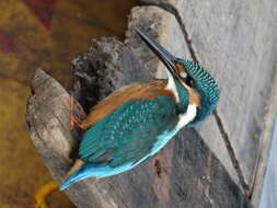 Image of Common Kingfisher