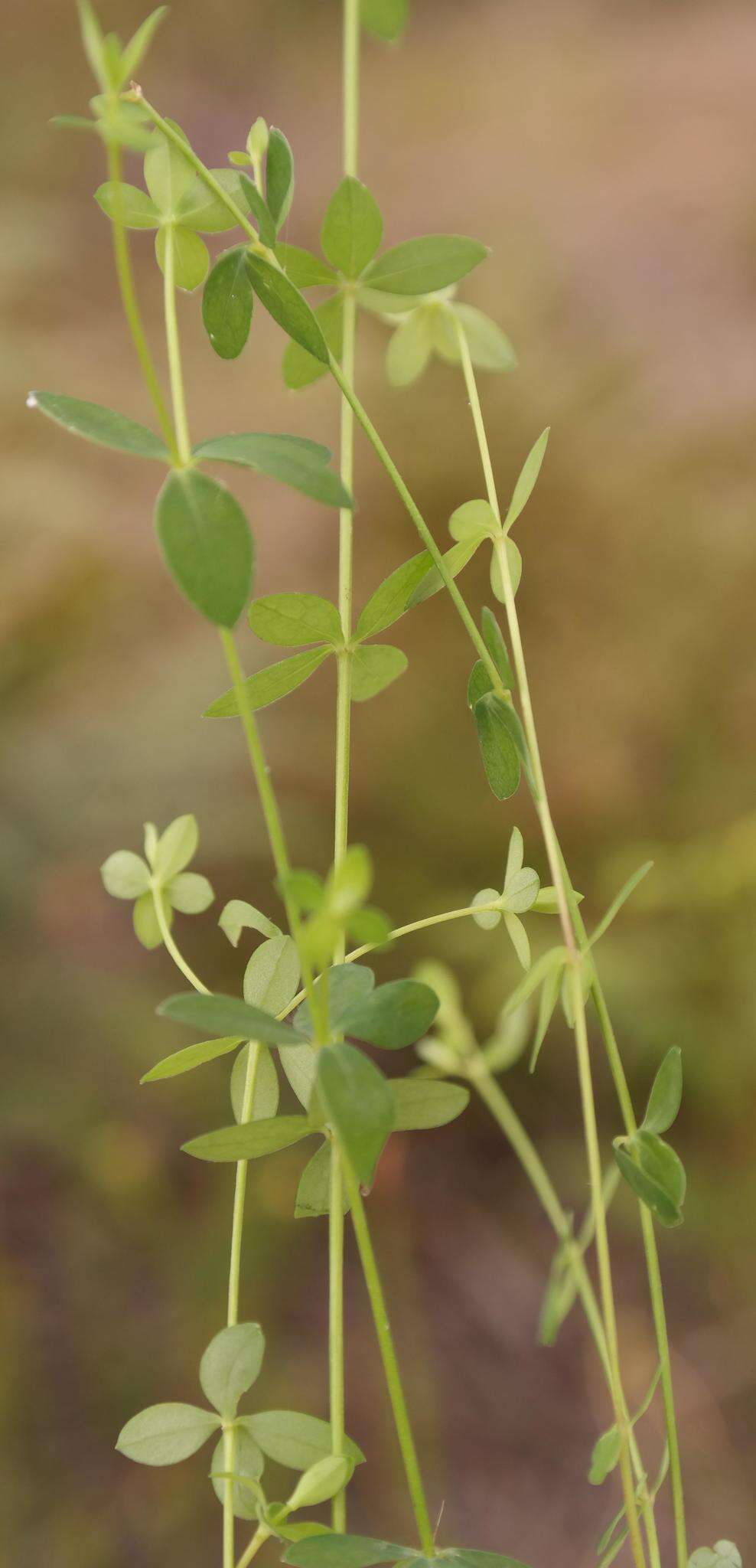 Image of Linum quadrifolium L.