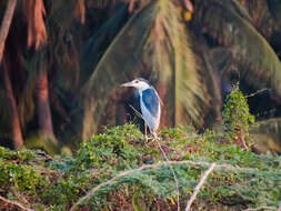 Image of Night Herons