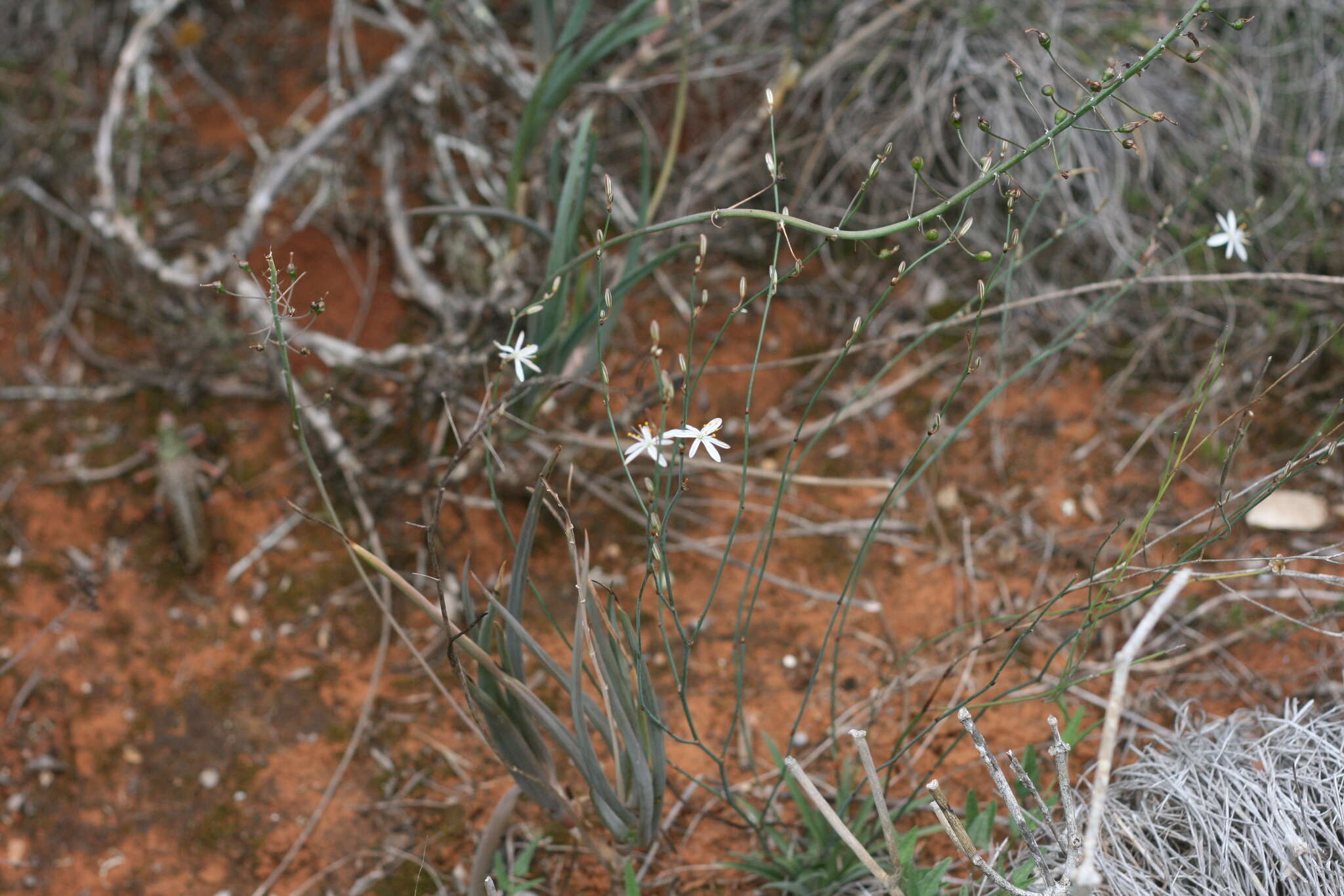 Image of Chlorophytum crispum (Thunb.) Baker