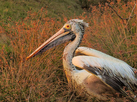 Image of Grey Pelican