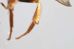 Image of Nomada sphaerogaster Cockerell 1903