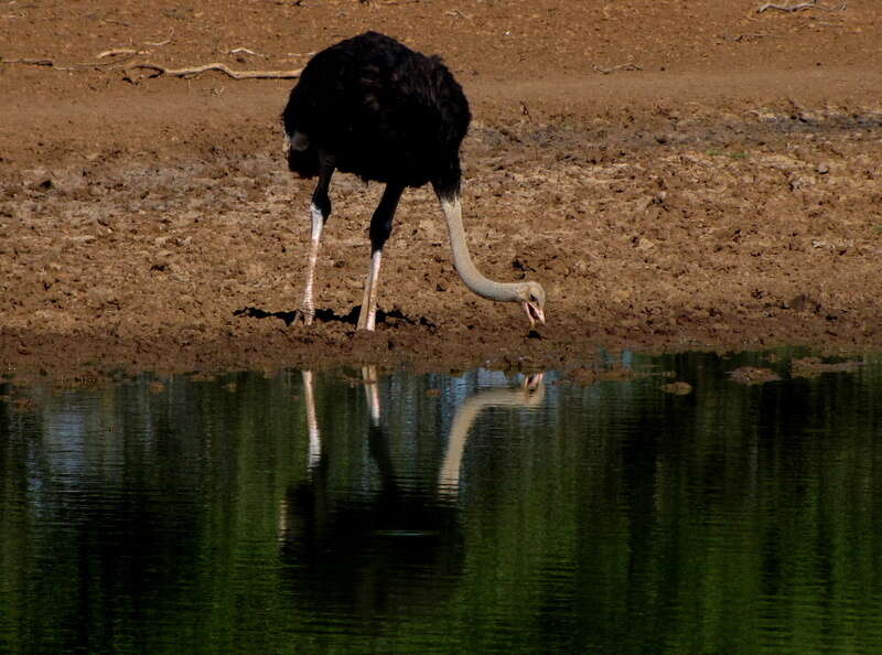 Image of South African Ostrich