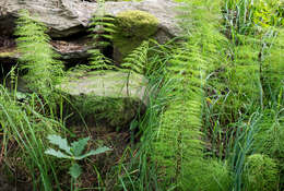 Image of Wood Horsetail