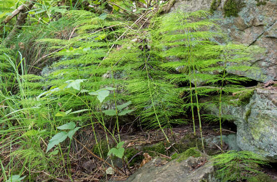 Image of Wood Horsetail