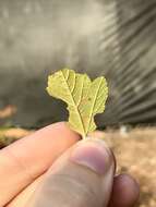 Image de Stigmella corylifoliella (Clemens 1861) Wilkinson et al. 1979