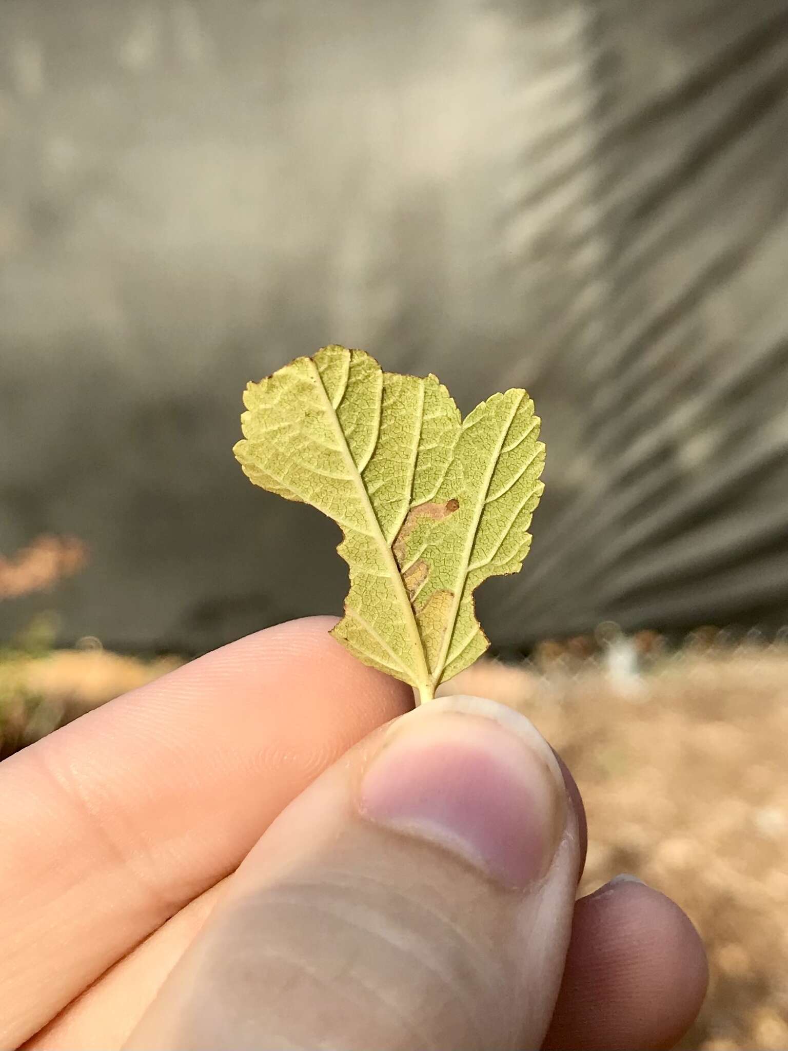 Sivun Stigmella corylifoliella (Clemens 1861) Wilkinson et al. 1979 kuva