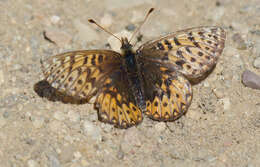 Image of <i>Boloria <i>freija</i></i> freija