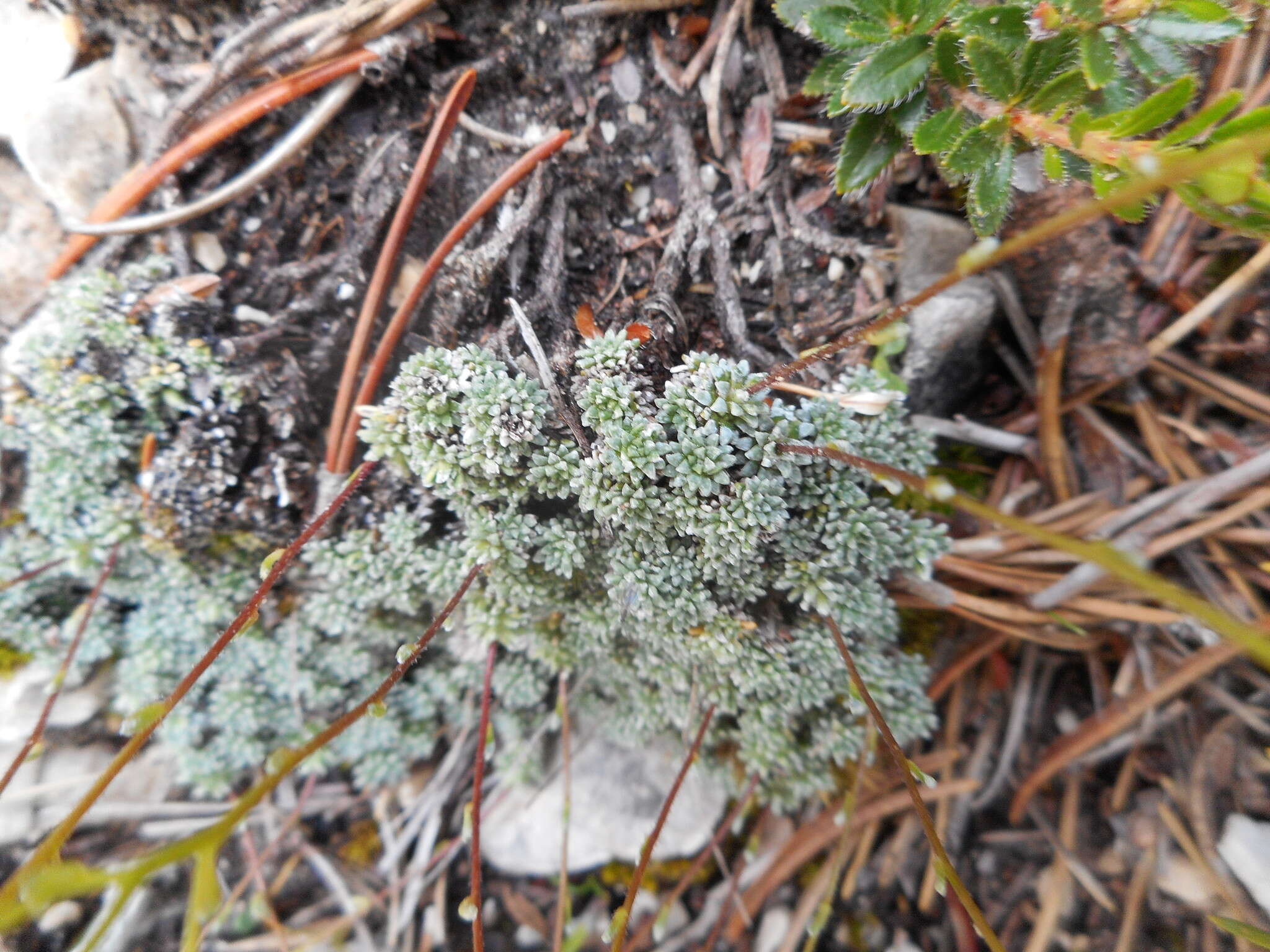 Sivun Saxifraga squarrosa Sieber kuva