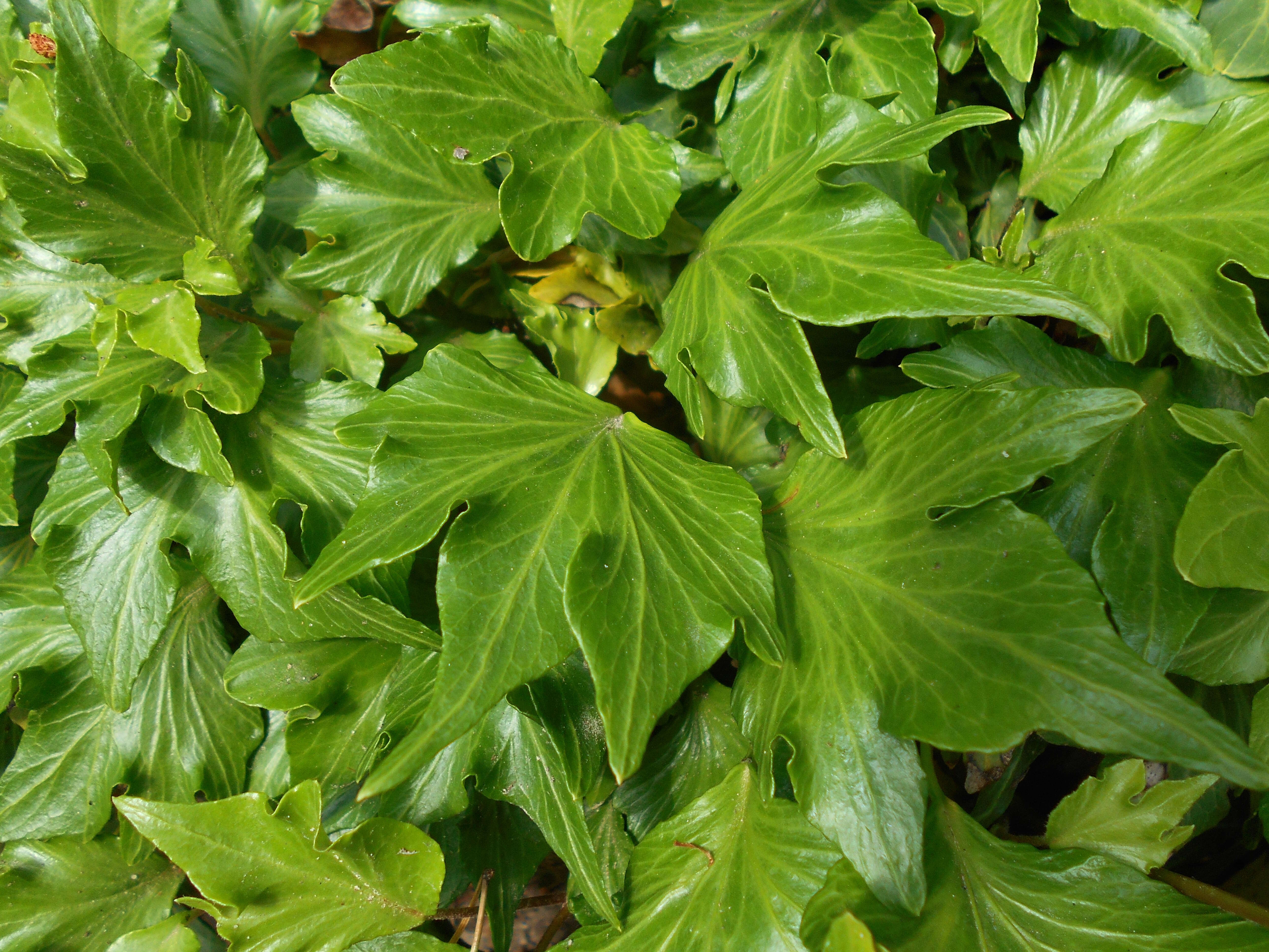 Image of English ivy