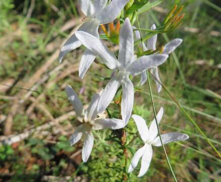 Image of Cyphia volubilis var. volubilis