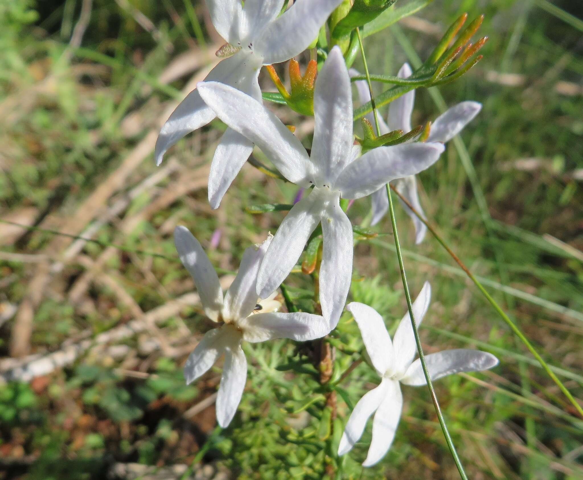 Imagem de Cyphia volubilis var. volubilis