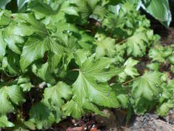 Image of English ivy