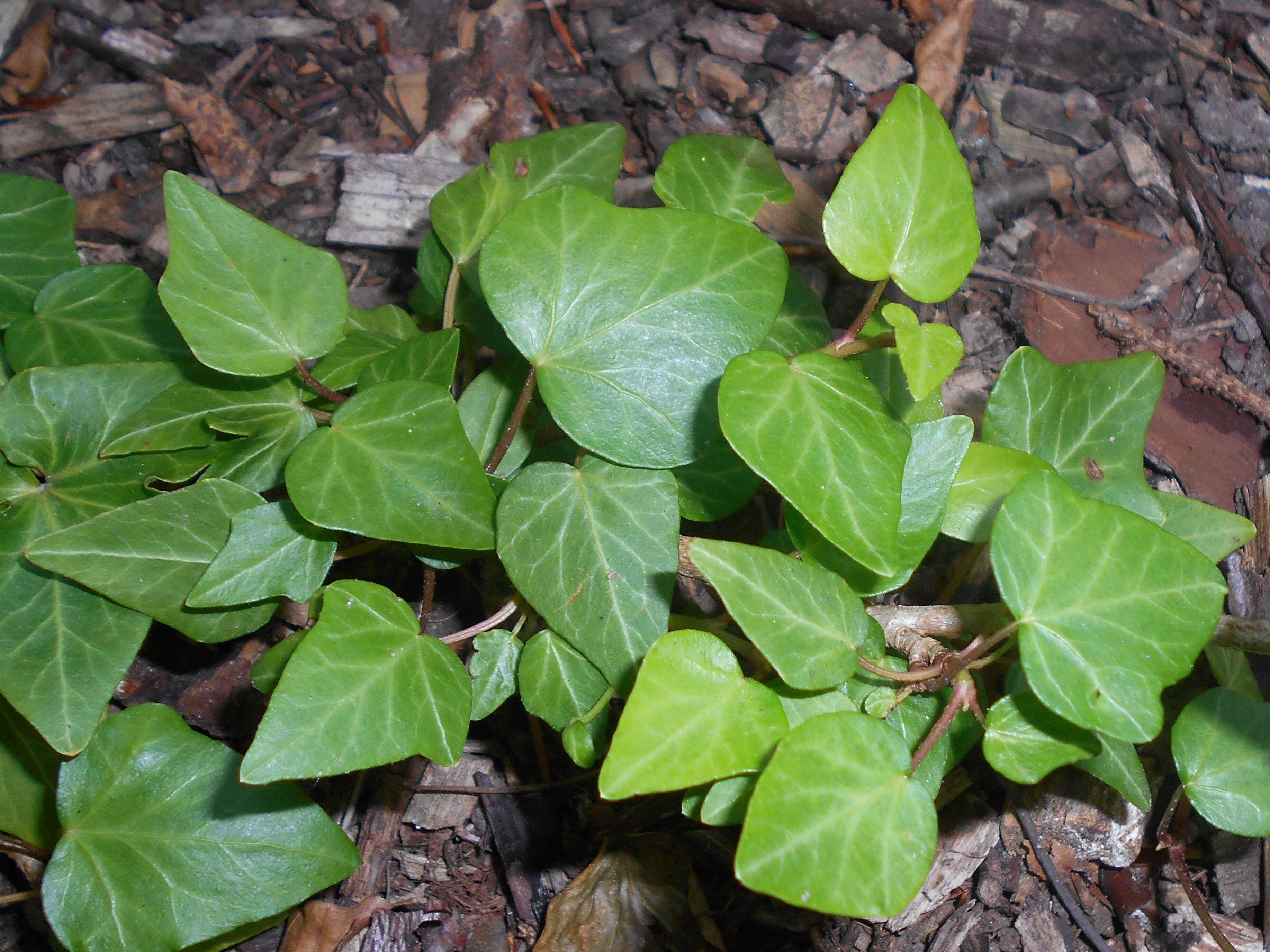 Image of English ivy