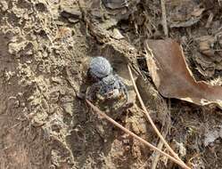 Image of Phidippus asotus Chamberlin & Ivie 1933