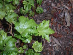 Image of English ivy