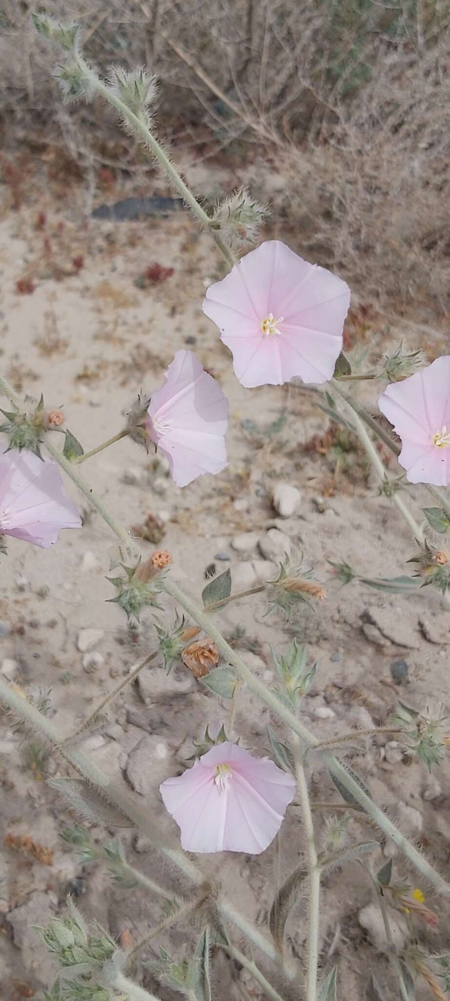 Image de Convolvulus cephalopodus subsp. bushiricus (Bornm.) J. R. I. Wood & Scotland