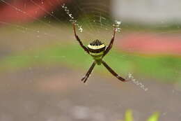 Image of Argiope pulchella Thorell 1881