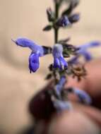 Image of Salvia connivens Epling