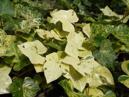 Image of English ivy