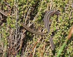 Image of Cape Snake Lizard