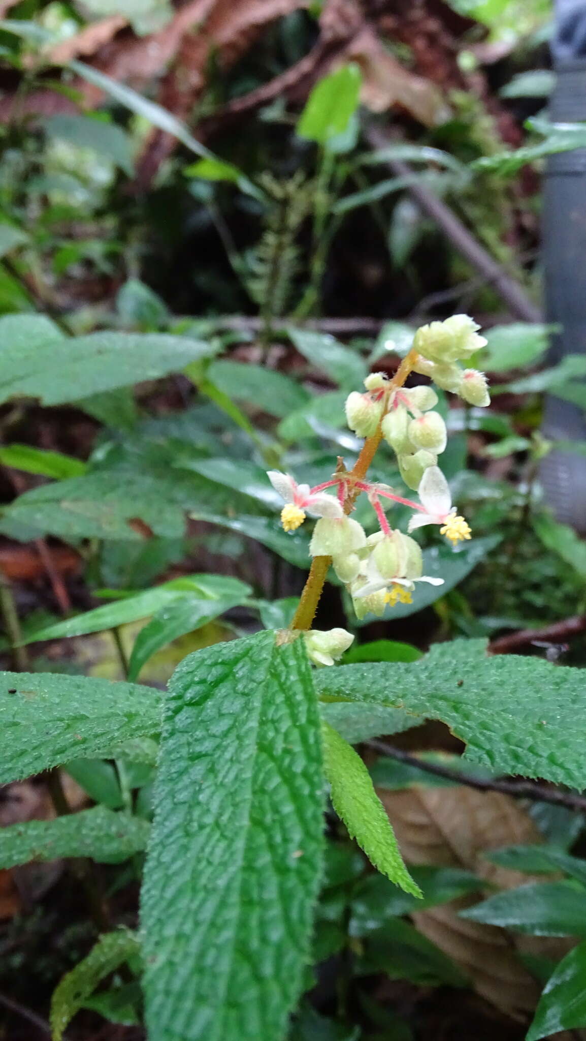 Image of Begonia buddleiifolia A. DC.