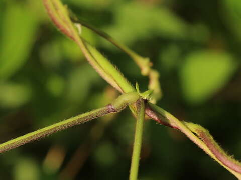 Image of Vigna reflexo-pilosa Hayata