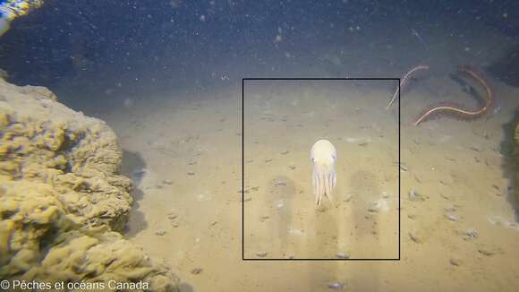 Image of spoonarm octopus