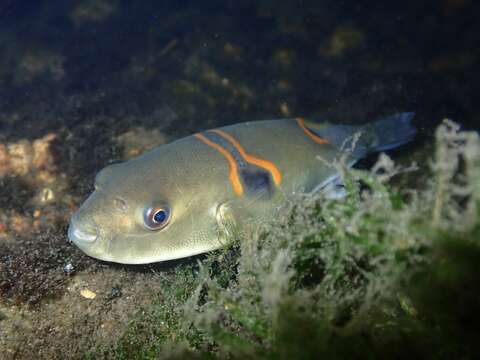 Image de Takifugu ocellatus (Linnaeus 1758)