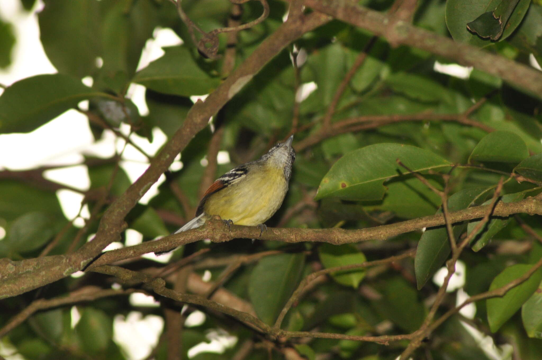 Image of Rufous-winged Antwren